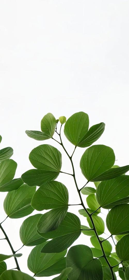 今日份壁纸分享 让屏幕每天都有新感觉